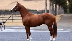 Казахстанский конь выступит на соревнованиях с призовым фондом в 204 млн тенге