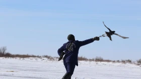 Казахстанские соколы, беркуты и ястребы готовятся к участию во Всемирных играх кочевников