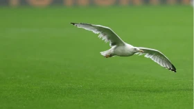 «Самсунспор» продолжает удивлять, пройдет «Бешикташ» (видео)