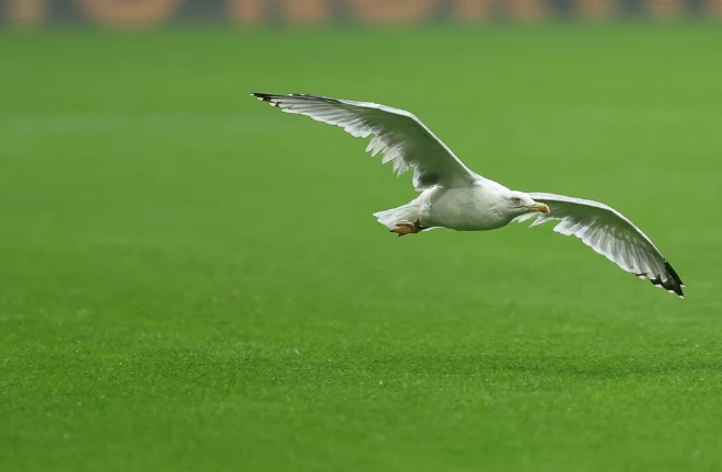 «Самсунспор» продолжает удивлять, пройдет «Бешикташ» (видео)